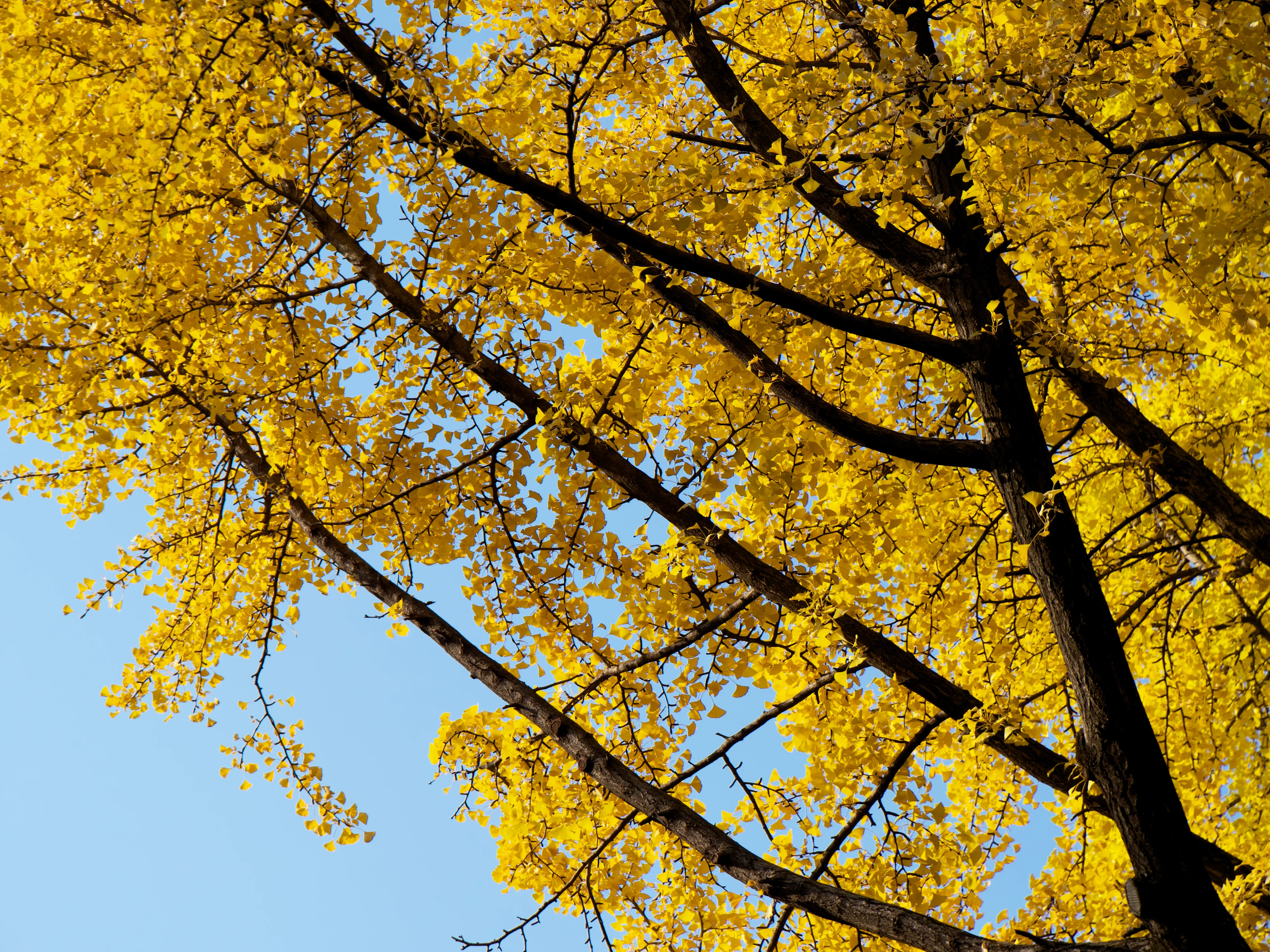 Autumn Foliage - Picture 2